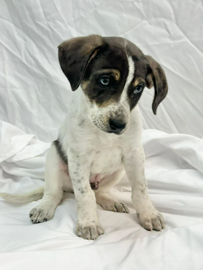 Ruger The Pointer Mix thumbnail 2