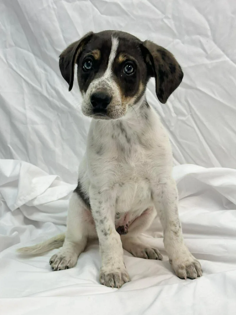 Ruger The Pointer Mix thumbnail 3