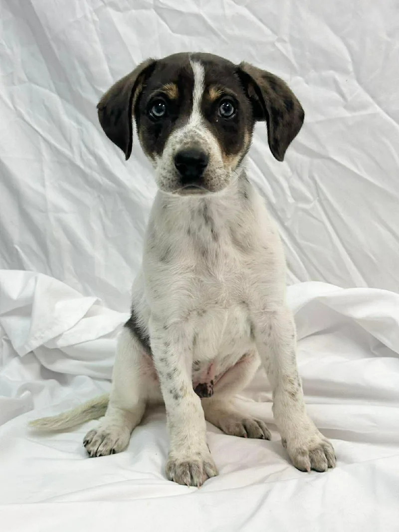 Ruger The Pointer Mix thumbnail 5