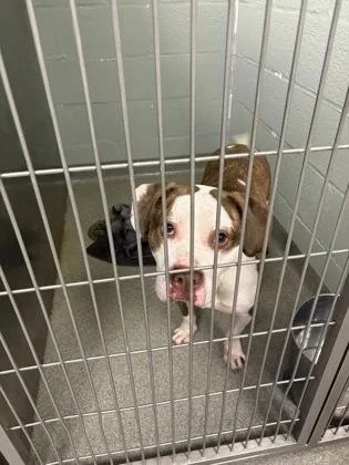 An adult medium-sized male Mixed Breed dog named Joker for adoption in Fallston, MD