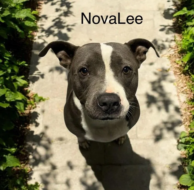 Novalee