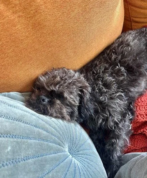 An adult small-sized female Poodle dog named Shirley for adoption in San Diego, CA