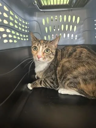 An adult small-sized female Domestic Short Hair cat named Lolah for adoption in Largo, FL
