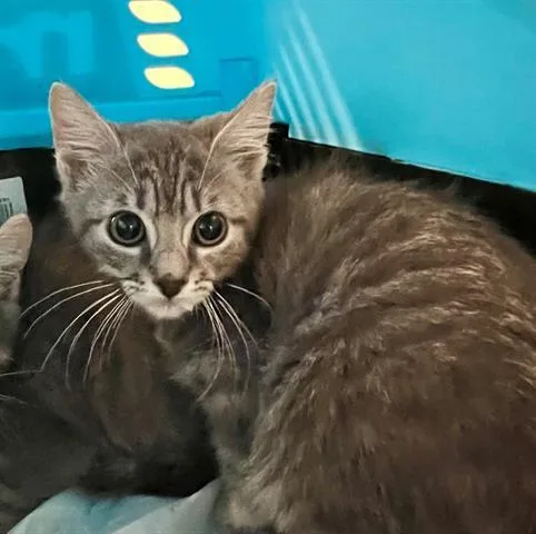 A baby small-sized male Domestic Short Hair cat named Thorn for adoption in Houston, TX