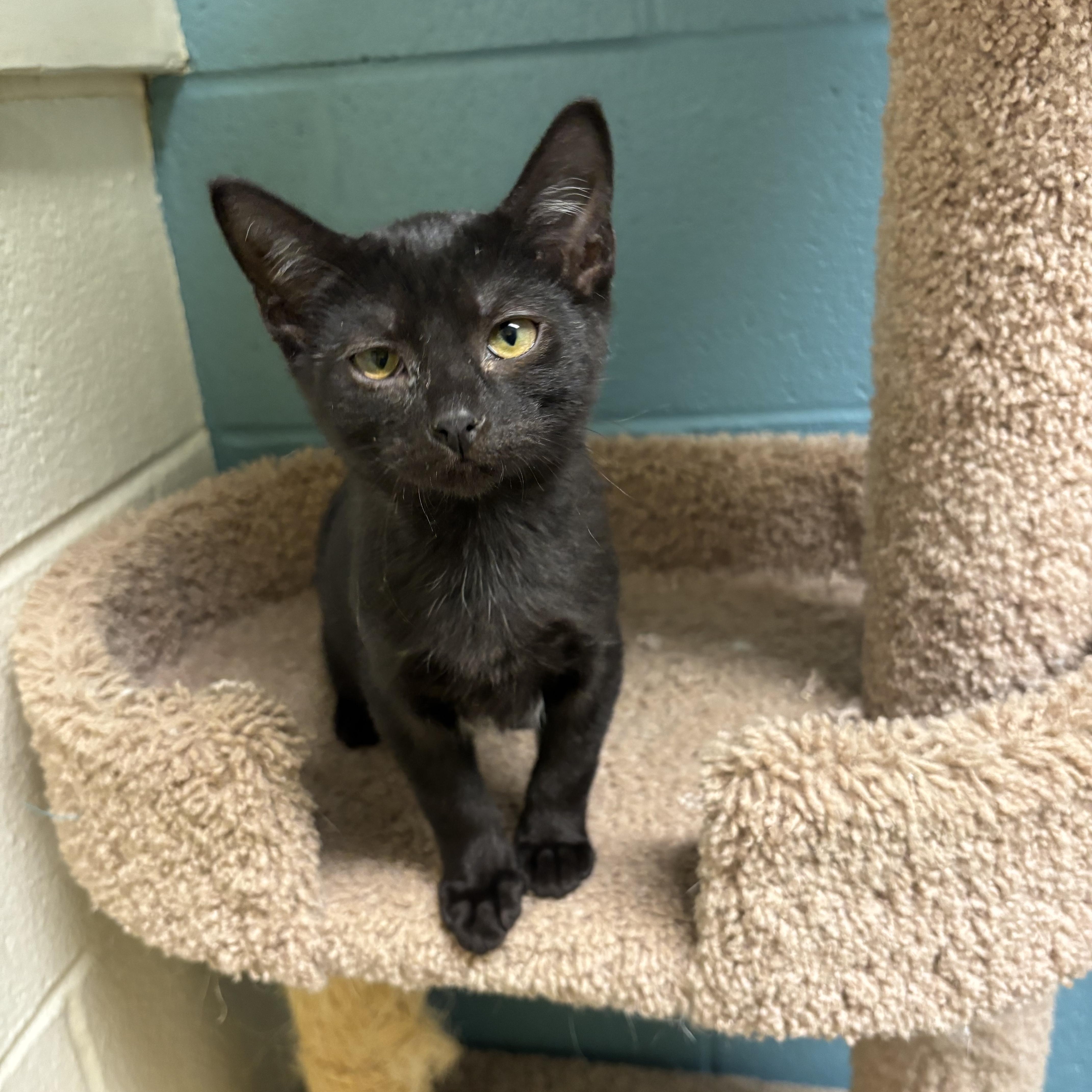 A baby medium-sized male Black & White / Tuxedo Domestic Short Hair cat named Soot for adoption in Gladstone, MO