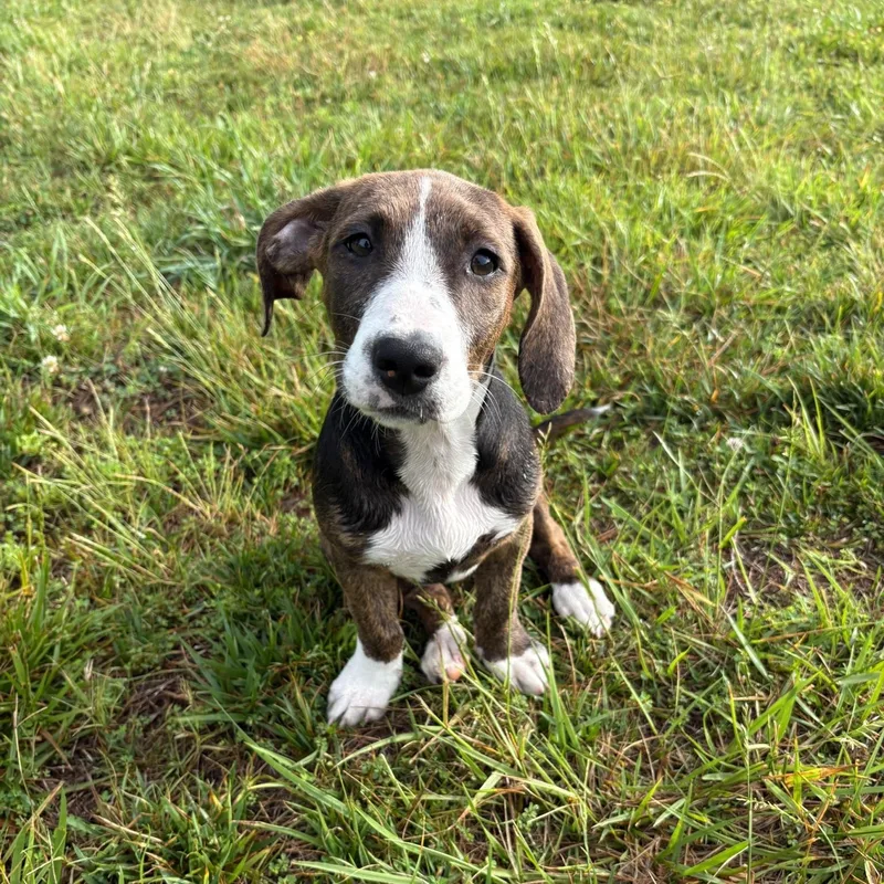 A baby medium-sized female Hound dog named Sloane for adoption in Charlotte, NC