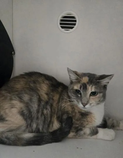 An adult small-sized female Domestic Short Hair cat named Tumbleweed for adoption in Savannah, GA