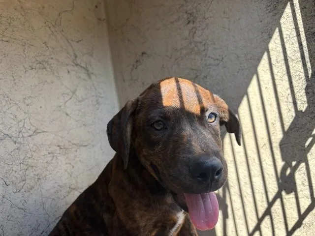 A baby small-sized female Rottweiler dog named A for adoption in Oklahoma City, OK