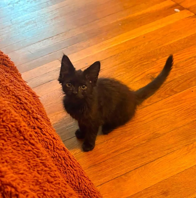 A baby small-sized male Black Domestic Short Hair cat named Felicola for adoption in Milton, DE