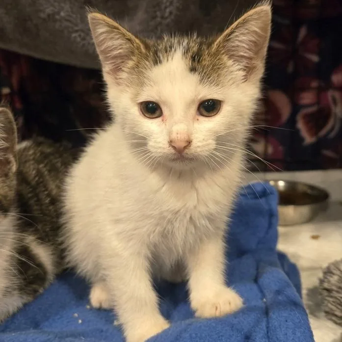 A young small-sized male White Domestic Short Hair cat named Harvey for adoption in Elwood, IN