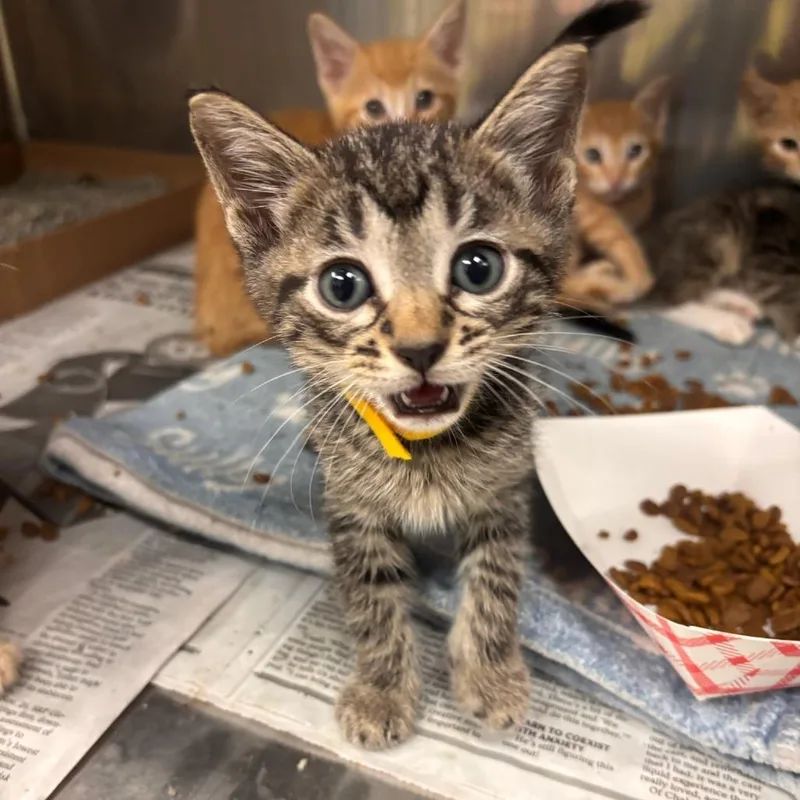 A baby small-sized male Brown / Chocolate Domestic Short Hair cat named Furrari for adoption in Belleville, IL