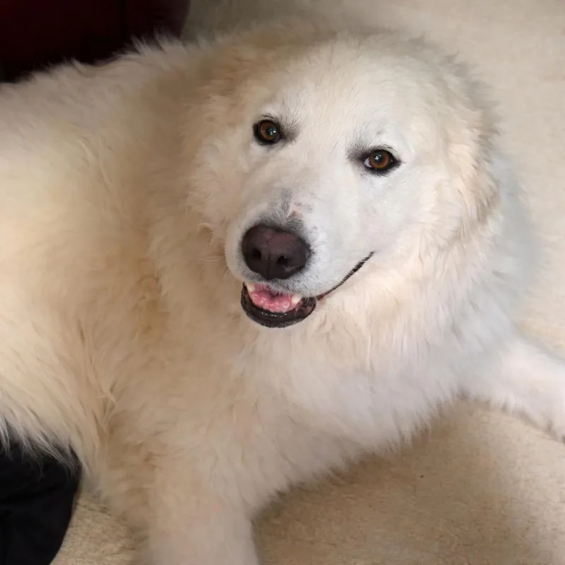 An adult large-sized female White / Cream Great Pyrenees dog named Mazie Sue for adoption in Kiowa, OK