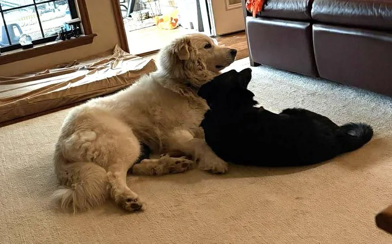 Mazie Sue thumbnail 2