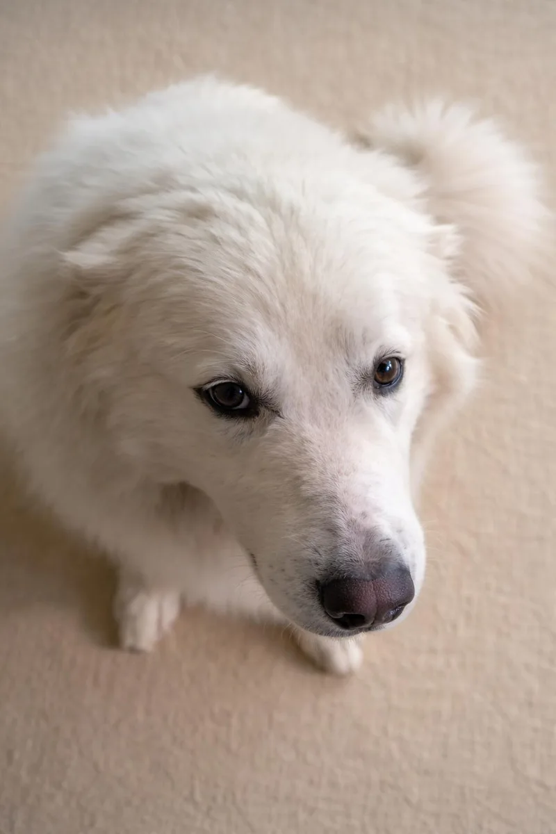 Mazie Sue thumbnail 3