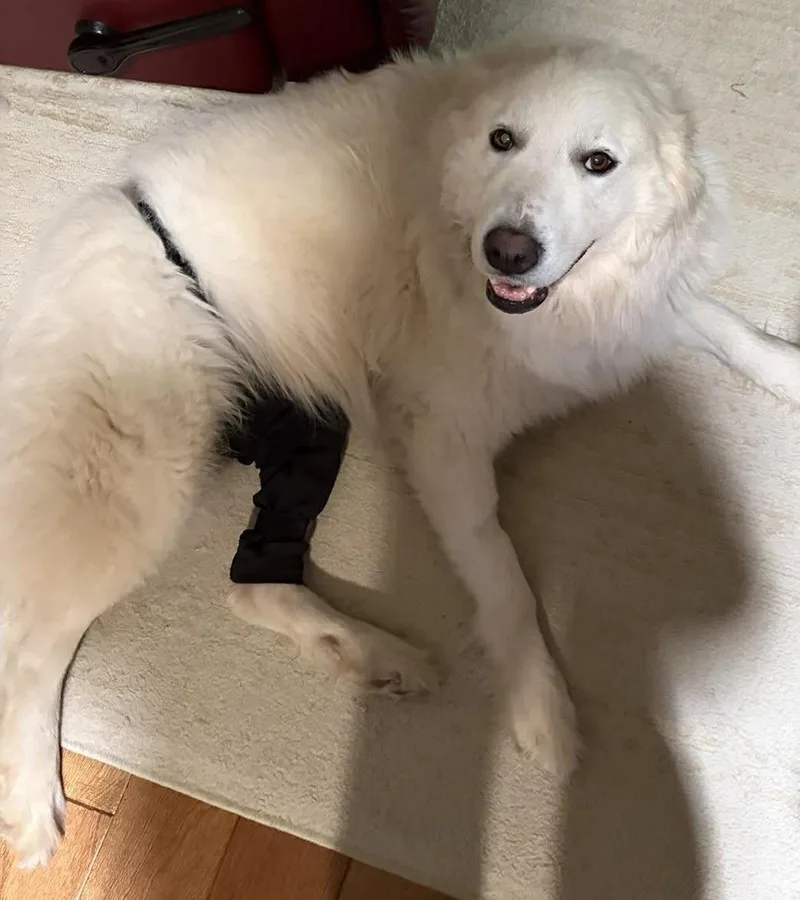 Mazie Sue thumbnail 5