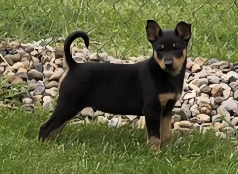 Fonzie