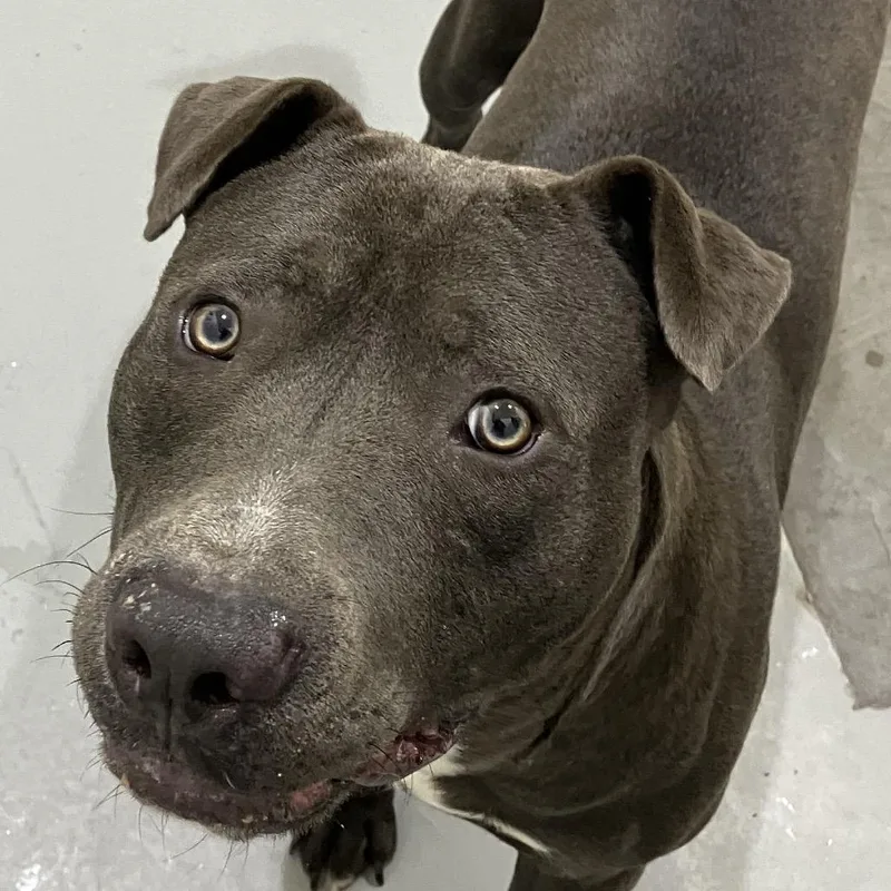 An adult medium-sized male Gray / Blue / Silver American Staffordshire Terrier dog named Dewgong for adoption in Binghamton, NY