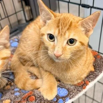 A young small-sized male Orange / Red Domestic Short Hair cat named Griffin for adoption in Horn Lake, MS