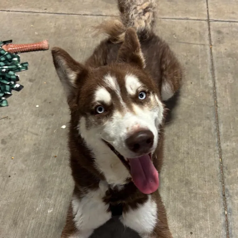 An adult medium-sized male Red / Chestnut / Orange Husky dog named Toby for adoption in Brookfield, WI