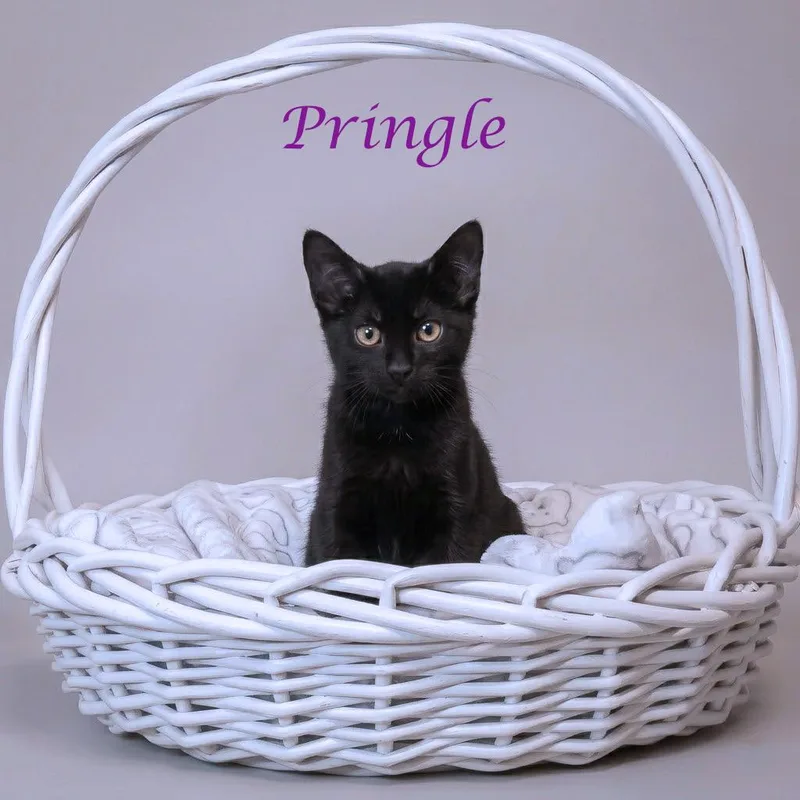 A baby small-sized female Black Domestic Short Hair cat named Pringle C for adoption in Lebanon, TN