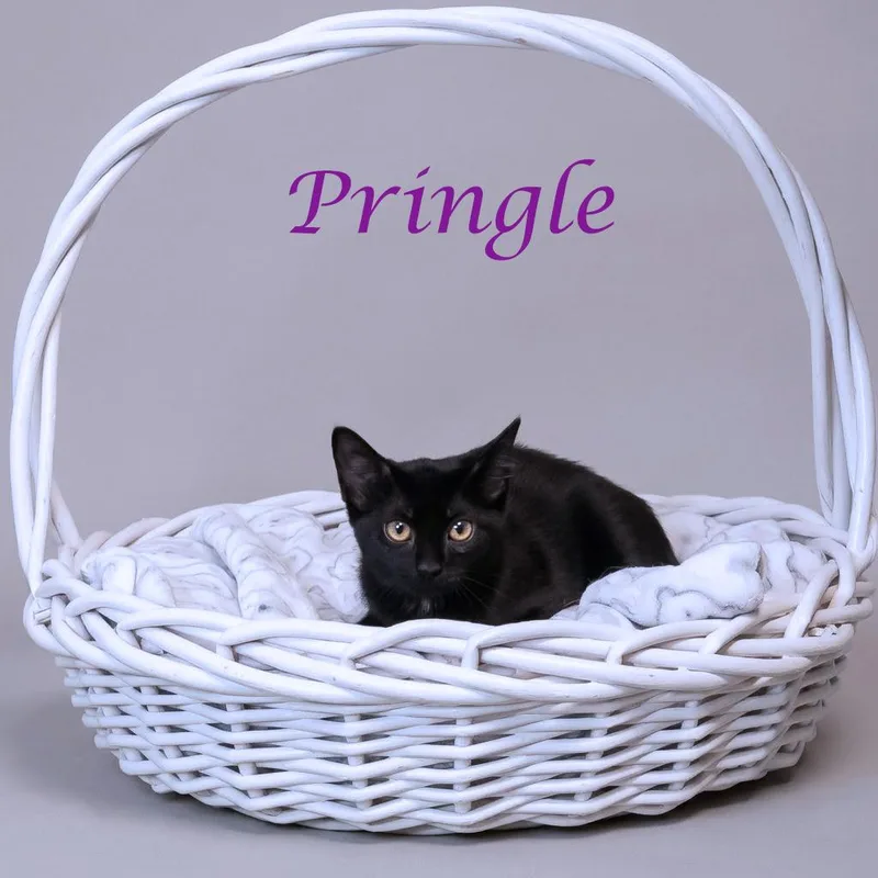 Pringle C thumbnail 3