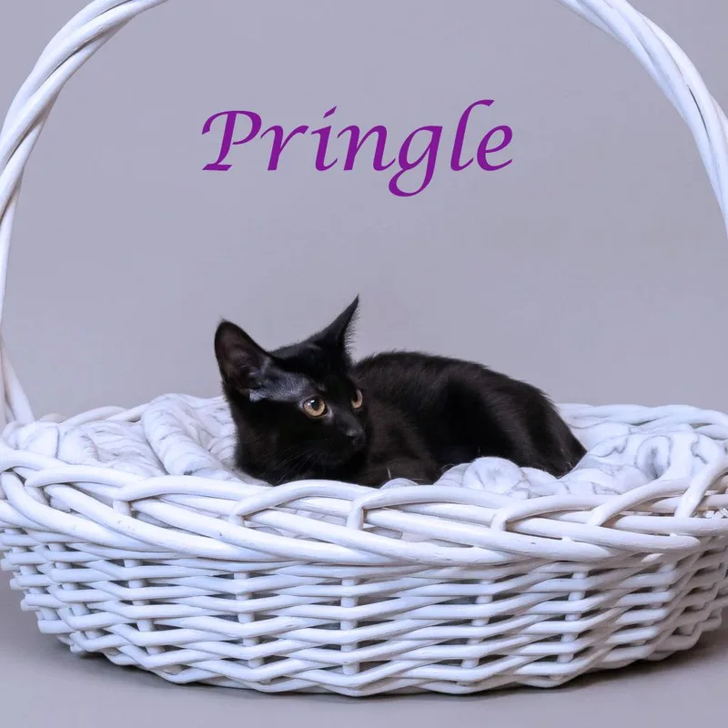 Pringle C thumbnail 4