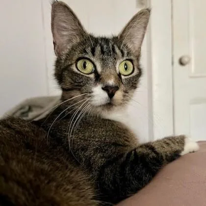 Strawberry Shortcake thumbnail 2