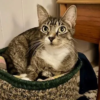 Strawberry Shortcake thumbnail 3