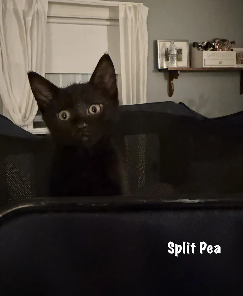 A baby medium-sized male Black Domestic Short Hair cat named Split Pea for adoption in East Hartford , CT