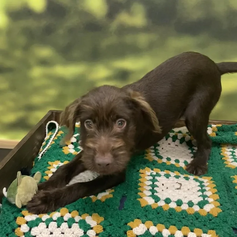 A baby medium-sized female Brown / Chocolate Mixed Breed dog named Star for adoption in Auburn, NH