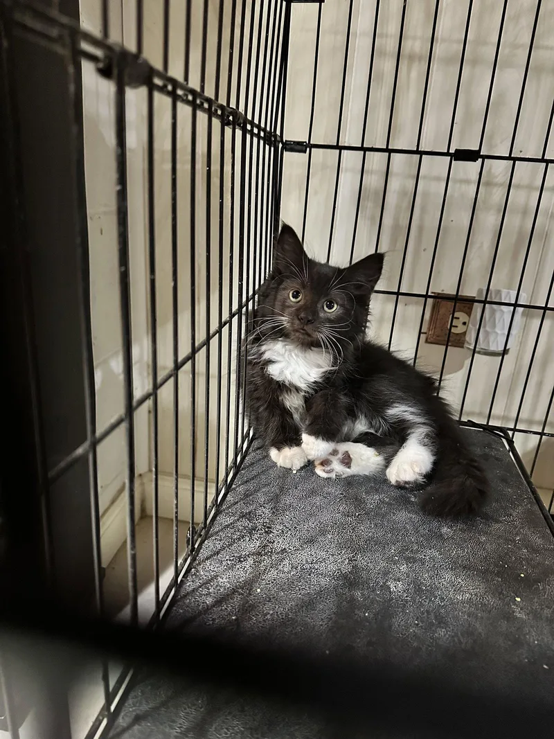 A baby medium-sized male Black & White / Tuxedo Domestic Long Hair cat named James for adoption in Absecon, NJ