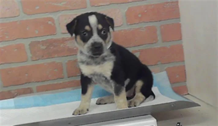 A baby small-sized female American Staffordshire Terrier dog named Diva for adoption in Houston, TX