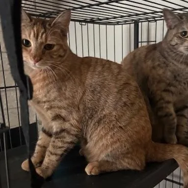 A young medium-sized female Tabby (Buff / Tan / Fawn) Domestic Short Hair cat named Flower for adoption in Los Angeles, CA