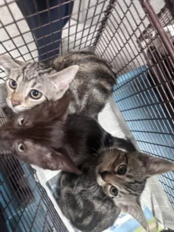 A baby small-sized female Domestic Short Hair cat named Coffee for adoption in Los Angeles, CA