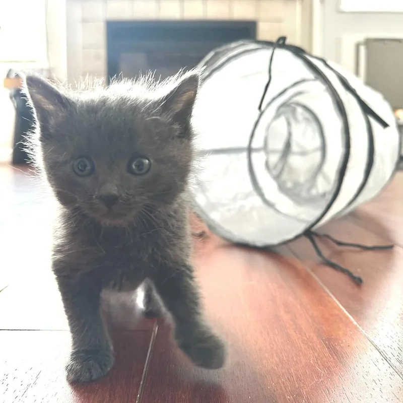 A baby small-sized female Gray / Blue / Silver Domestic Medium Hair cat named Lollipop for adoption in Commerce City, CO