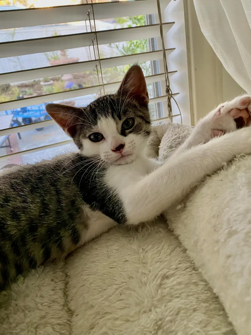 A baby medium-sized male Tabby (Brown / Chocolate) Domestic Short Hair cat named Doyle for adoption in Irvine, CA