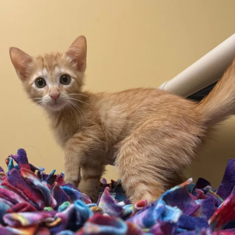A baby small-sized female Domestic Medium Hair cat named Candy Corn for adoption in Naples, FL