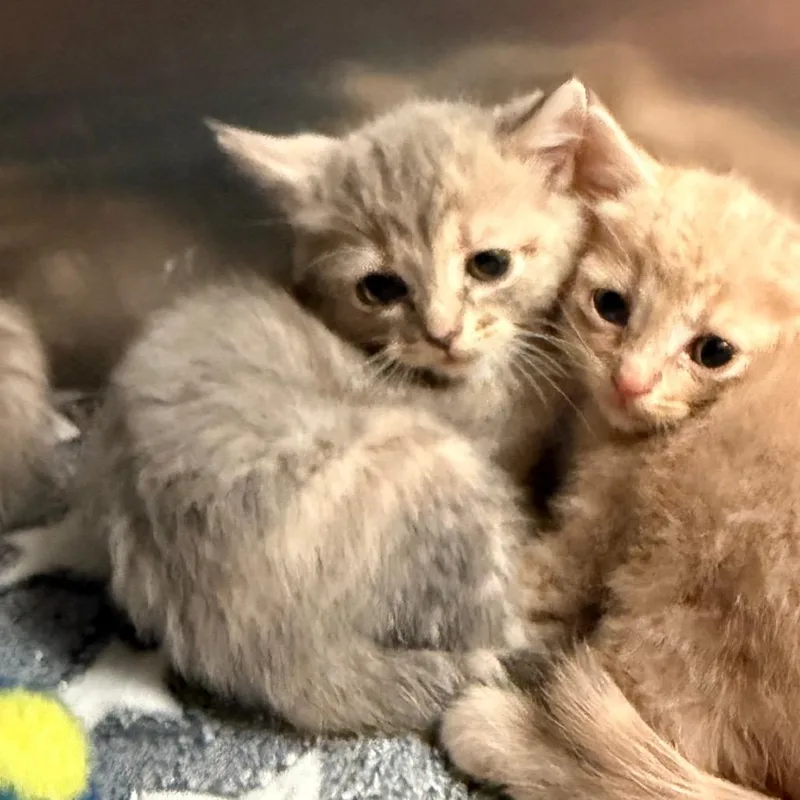 A baby small-sized female Calico Domestic Short Hair cat named Gwen for adoption in Evensville, TN