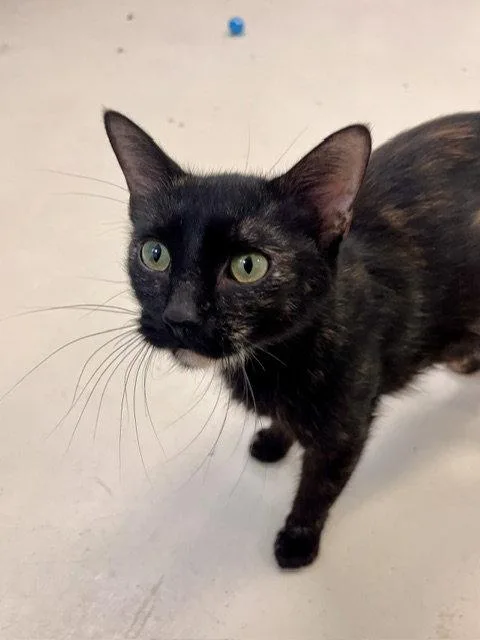 An adult small-sized female Domestic Short Hair cat named Miss Macdonald for adoption in Webster, WI