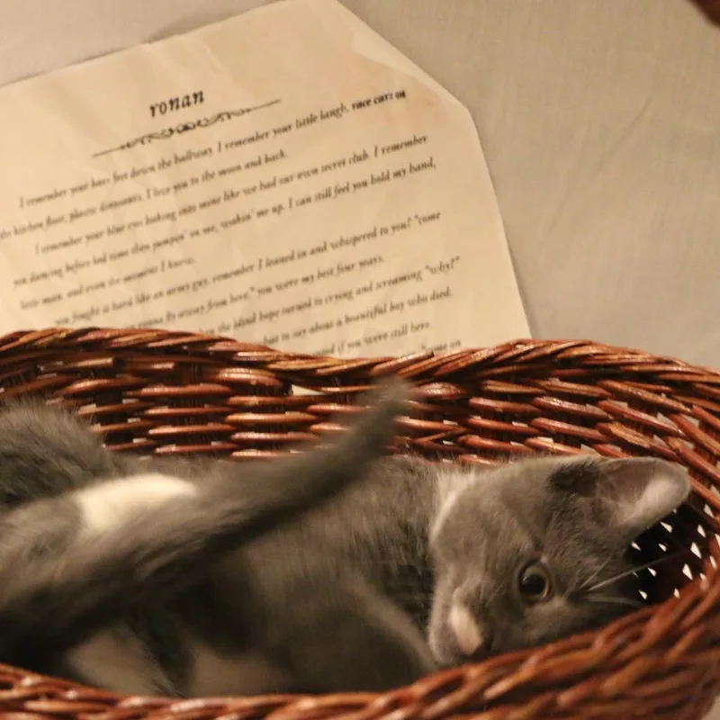 A baby small-sized male Gray / Blue / Silver Domestic Short Hair cat named Ronan for adoption in CHRISTIANSBURG, VA