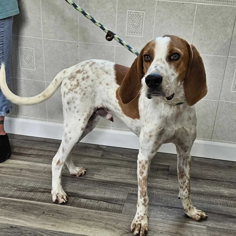 An adult large-sized male Red / Chestnut / Orange Hound dog named Gus for adoption in Hoopeston, IL