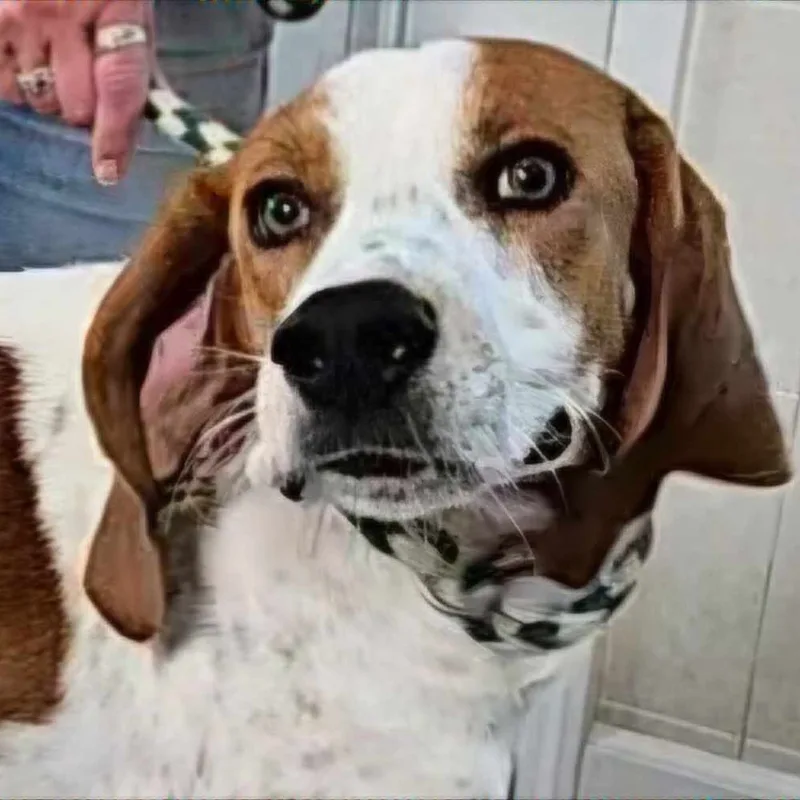 Gus thumbnail 3