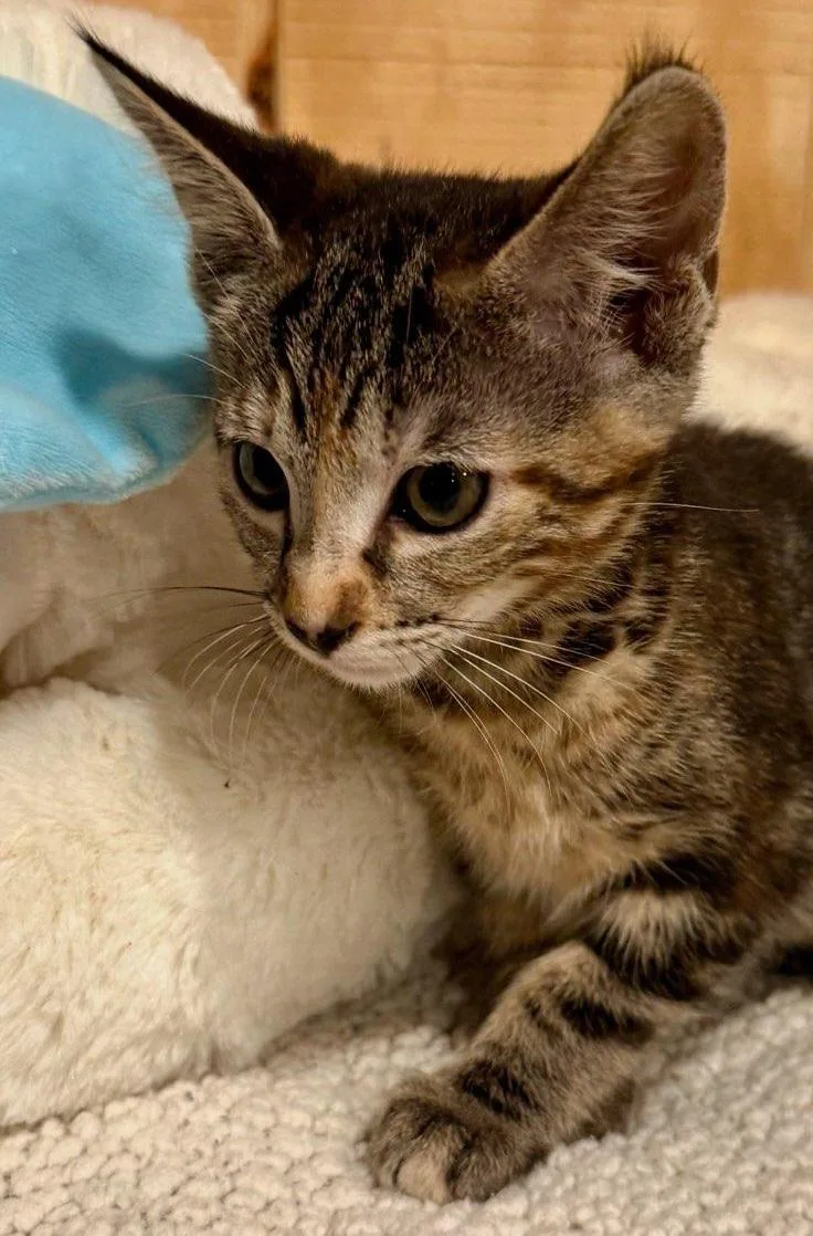 A baby small-sized female Torbie Domestic Short Hair cat named Millie for adoption in Cat Spring, TX