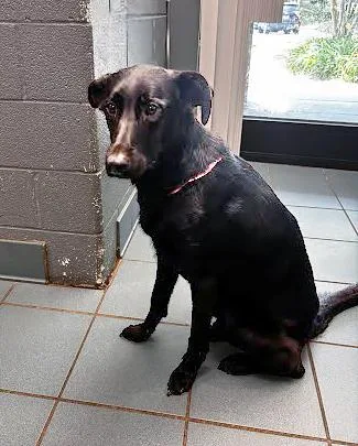 An adult medium-sized male Black Mixed Breed dog named Lord Rocco for adoption in Nashville, TN