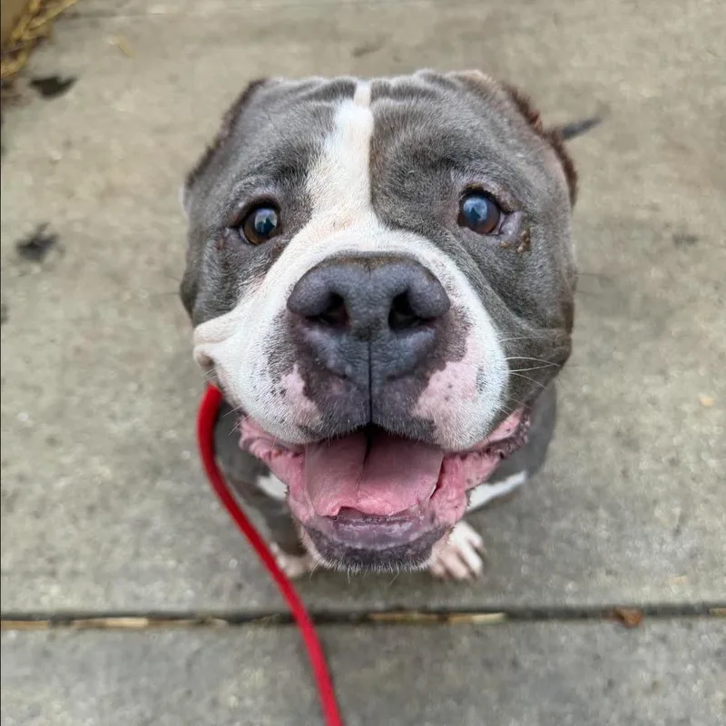 A baby large-sized male Gray / Blue / Silver Pit Bull Terrier dog named Louie Cloverfield for adoption in Northbrook, IL