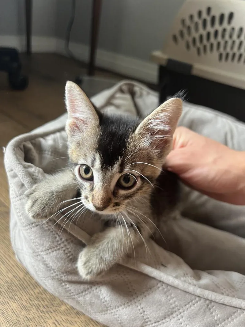 An adult small-sized female Abyssinian cat named Mayhem for adoption in La Jolla, CA
