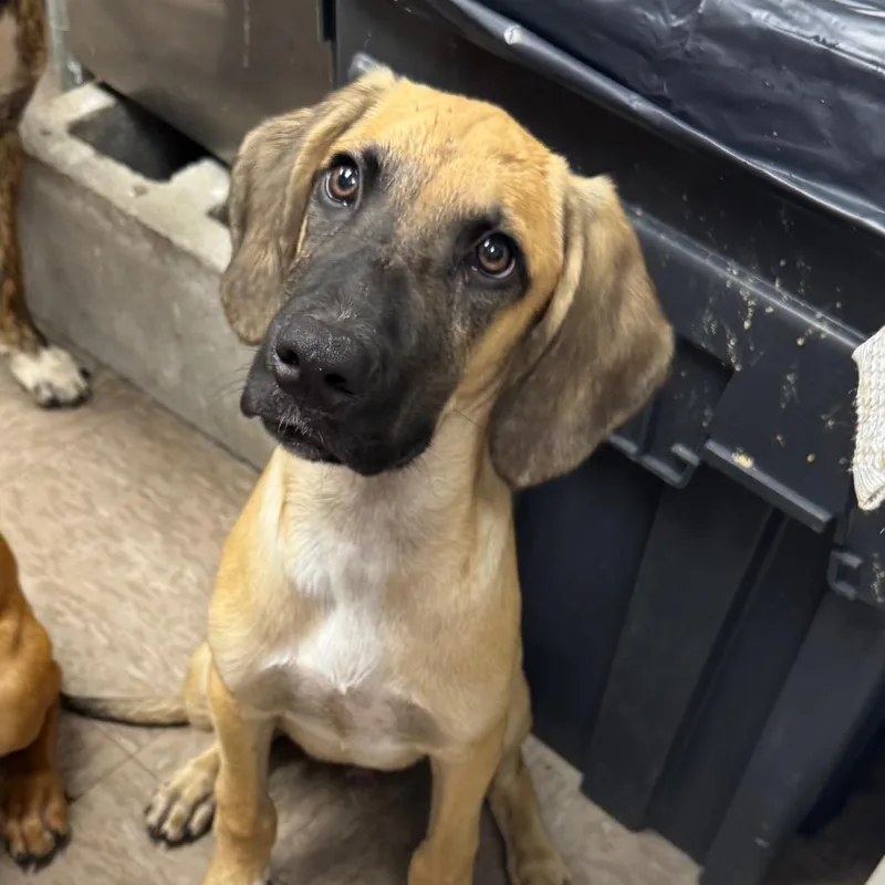 A baby small-sized male Yellow / Tan / Blond / Fawn Hound dog named Duke for adoption in Birmingham, AL