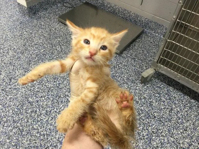 A baby small-sized male Domestic Short Hair cat named Squib for adoption in Thousand Palms, CA