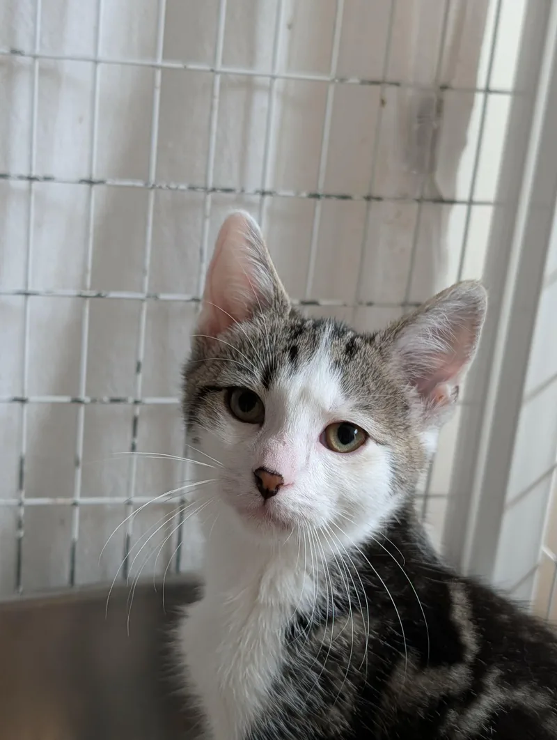 A baby medium-sized male Tabby (Tiger Striped) Domestic Short Hair cat named Rooster for adoption in Chambersburg, PA