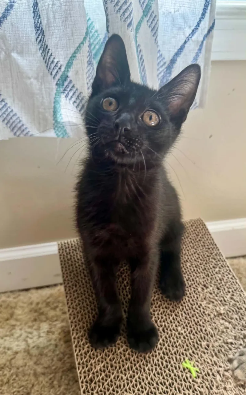 A baby medium-sized male Black Domestic Short Hair cat named Poe for adoption in Jacksonville, FL